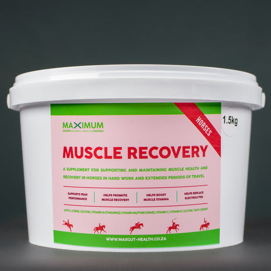 Muscle Recovery