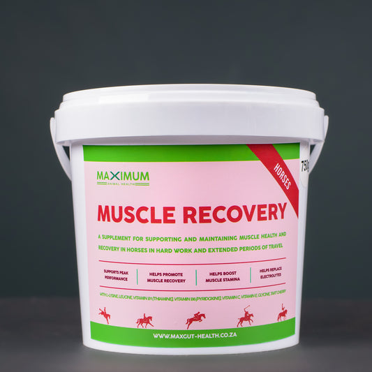 Muscle Recovery